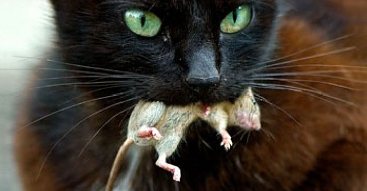 Кот съел отравленную мышь: что делать